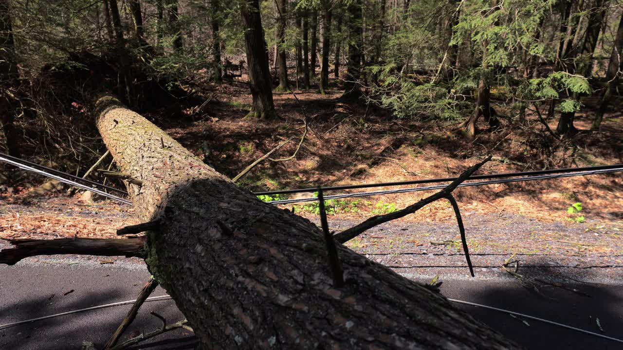 风暴过后，树林里一片恐怖:倒下的树造成道路堵塞和通讯中断。手持拍摄的视频下载