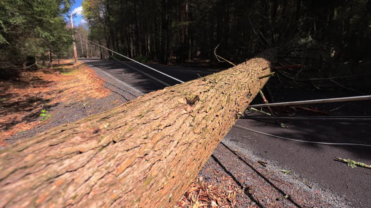 风暴过后的危机:宾夕法尼亚州波科诺斯，路边的松树被吹倒，通讯中断。手持镜头与向前下降的摄像机运动视频下载
