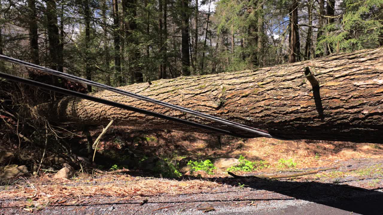 在宾夕法尼亚州波科诺斯的树林里，一棵大树倒在道路上，导致电线损坏。手持拍摄的视频下载