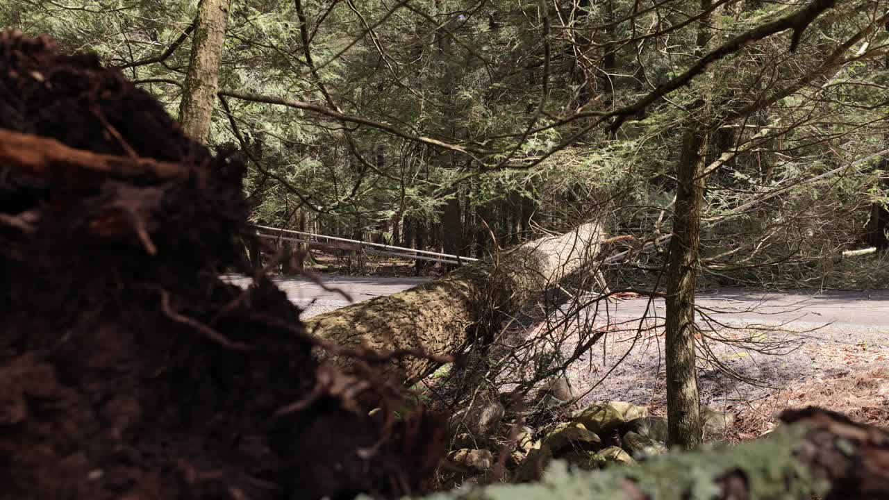 暴风雨后的天然路障:被连根拔起的树用它的根在路上制造了障碍。手持镜头与平移左焦点移位相机运动视频下载