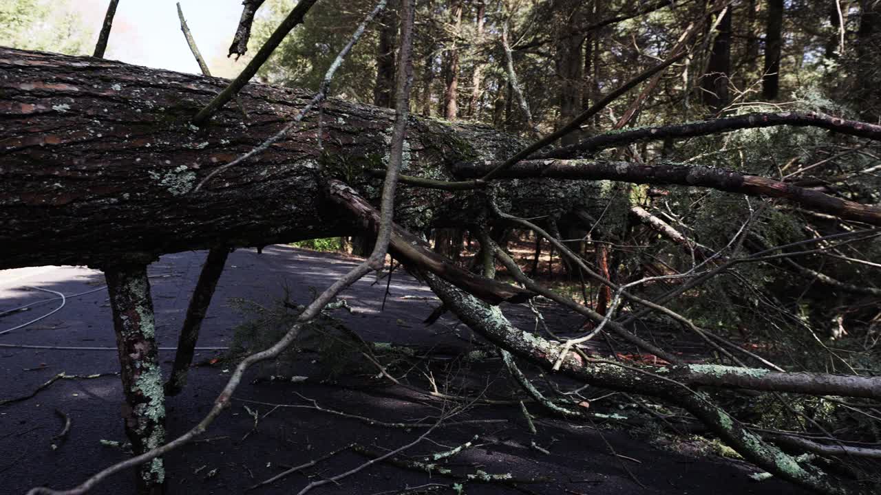极端天气的风吹倒了这棵树，给宾夕法尼亚州波科诺斯的电信线路带来了危险。手持拍摄的视频下载