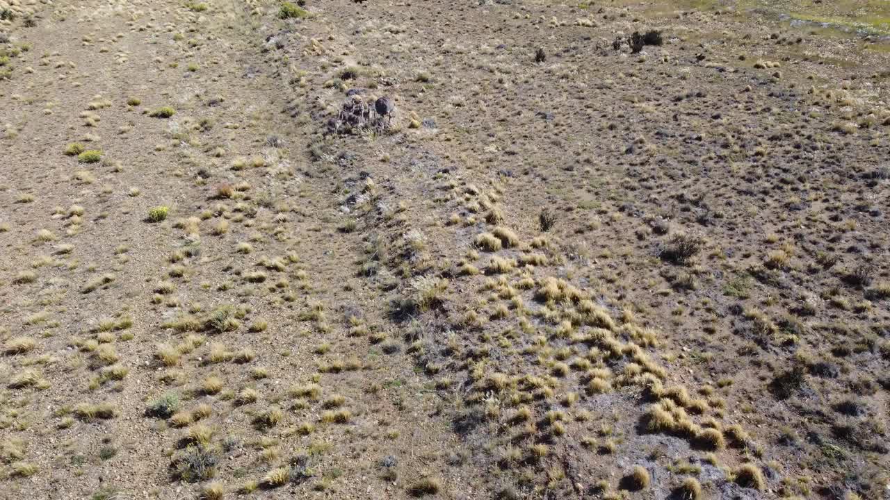 在半干旱的土地上，雷亚雏鸟聚集在母亲身边。美洲豹是一种不会飞的鸟，类似于鸵鸟。视频下载
