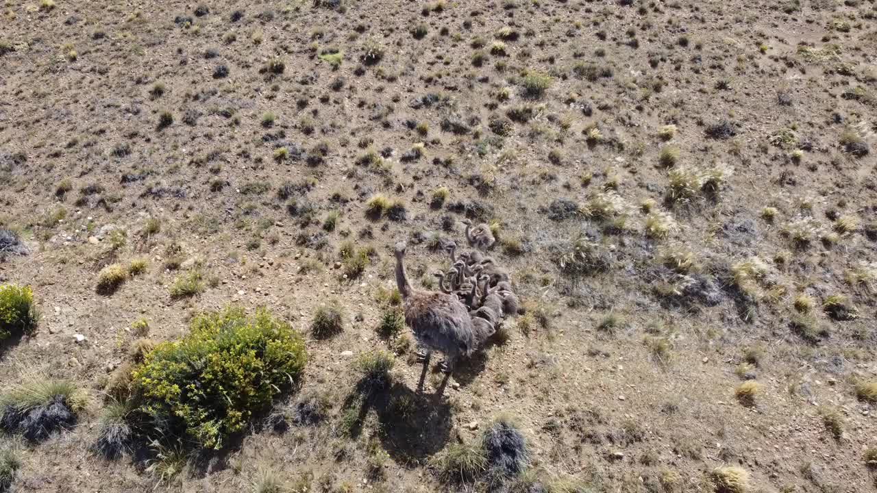 在干旱的土地上，一大群美洲狮幼崽挤在母亲身边寻求保护视频下载