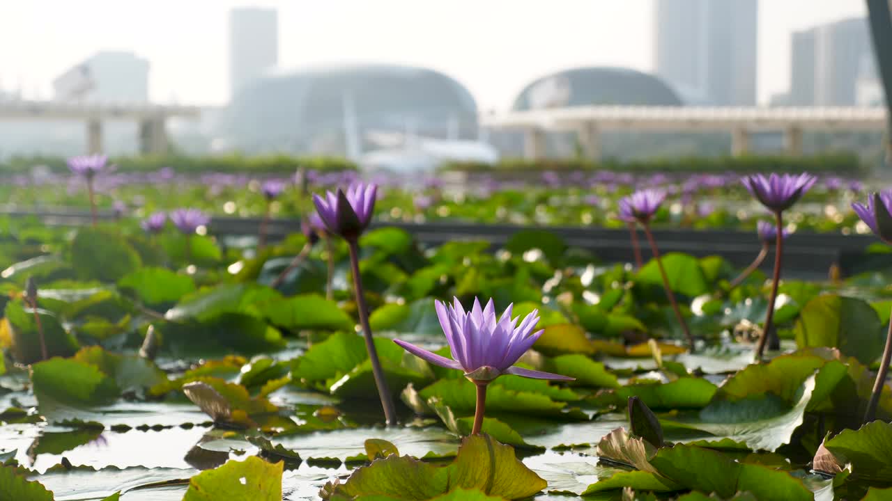 新加坡滨海湾池塘里的荷花倒影，粉红色的花和绿色的叶子视频下载
