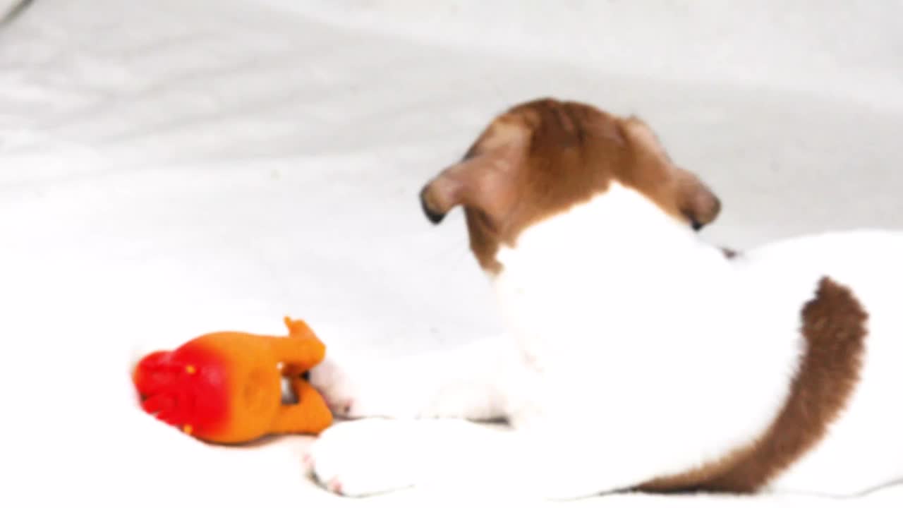 漂亮的小狗正梦想着一个橡胶玩具。照顾幼犬视频下载