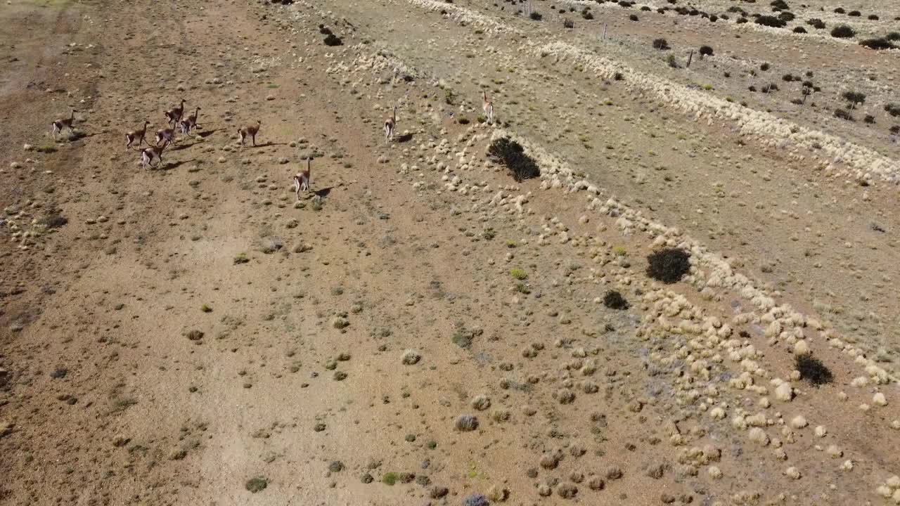 一小群瓜纳科牛聚集在干旱的土地上视频下载