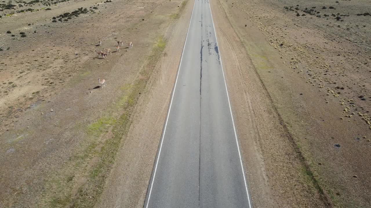 阿根廷一条笔直的柏油路两侧的瓜纳科牛正在吃草，这条路穿过一片干旱的土地视频下载