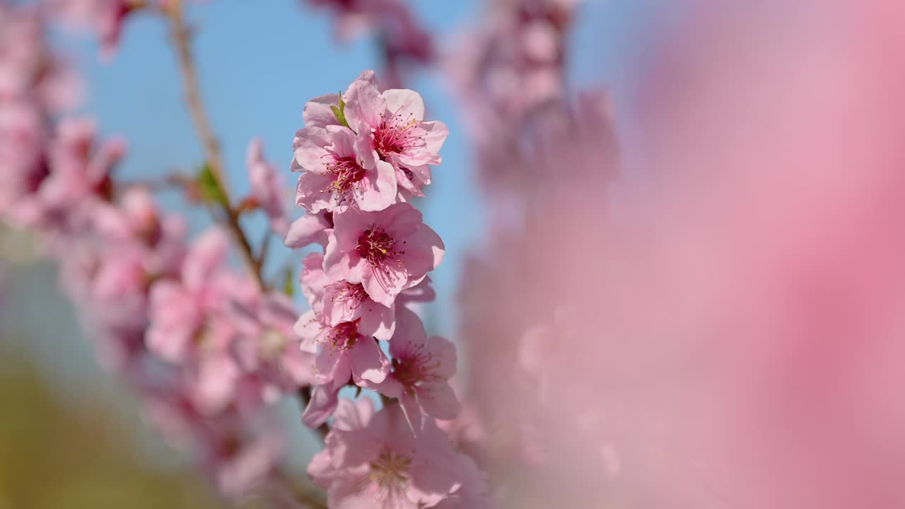 春天的季节背景，桃花的特写视频下载