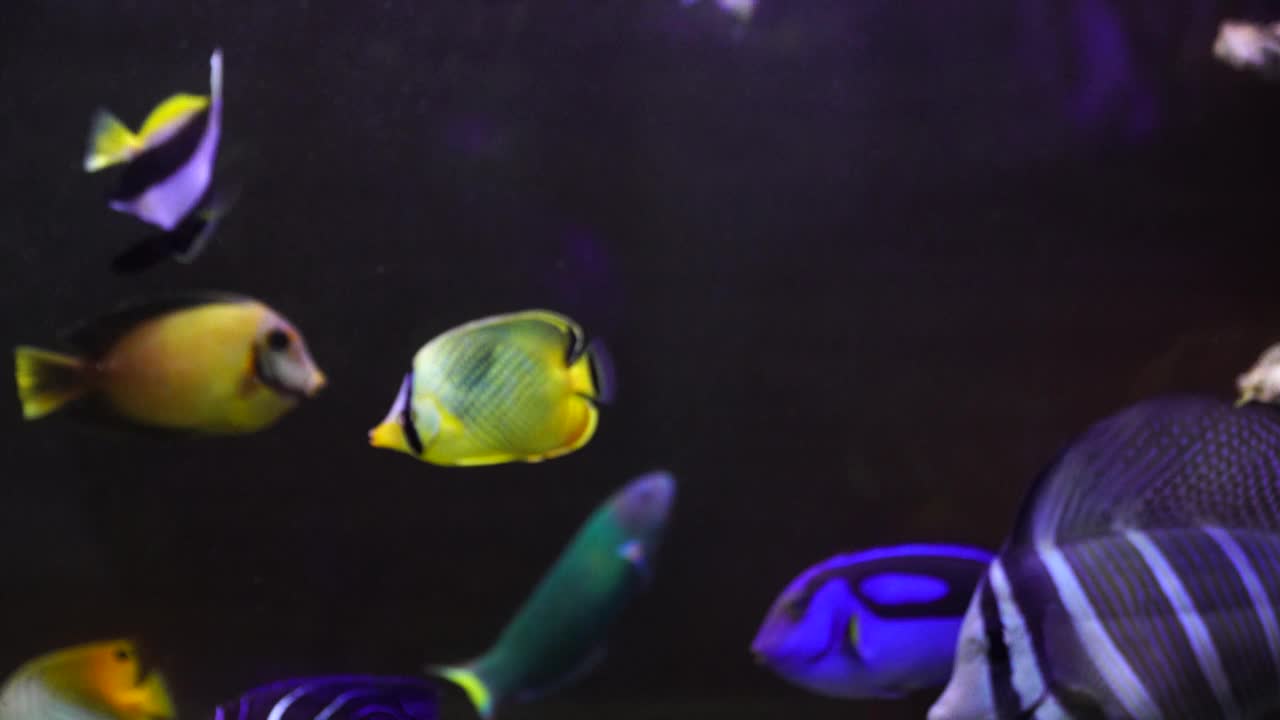 珊瑚礁中的海鱼种类，颜色鲜艳的海鱼种类视频下载