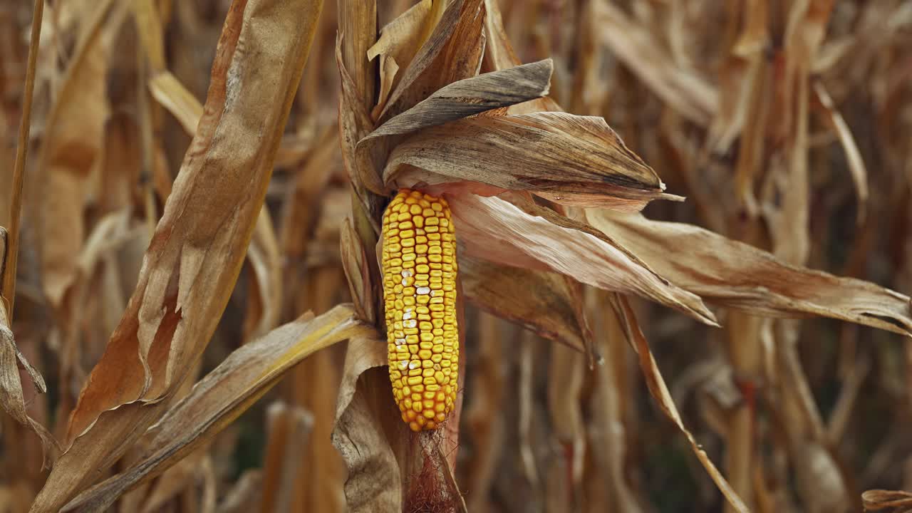 玉米棒和谷壳上的玉米，田间的玉米穗视频下载