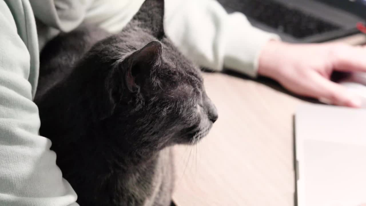 当主人在电脑上编程时，一只灰色的缅甸猫坐在主人的腿上。与宠物一起缓解压力视频下载