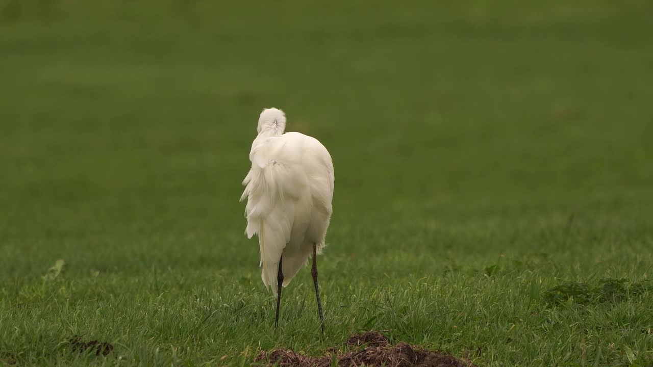 一只大白鹭(Ardea alba)在草地上擦亮羽毛视频下载