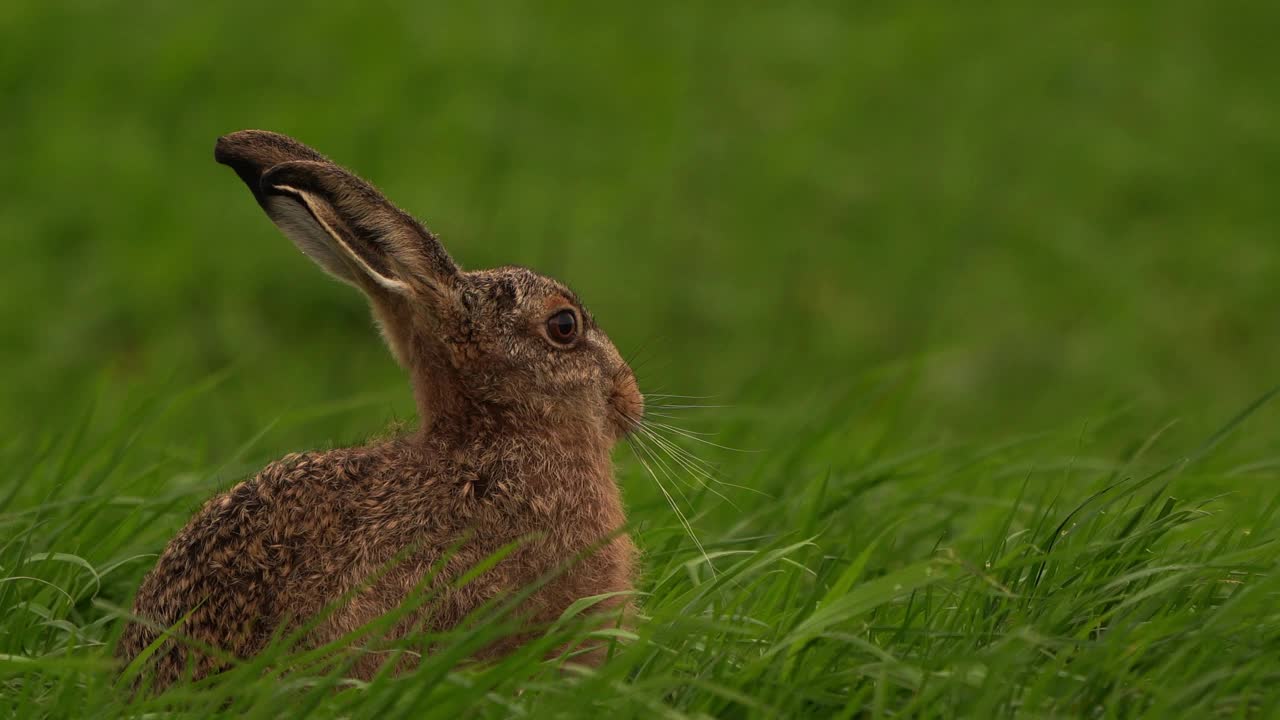 一只欧洲野兔(欧洲野兔)，也被称为棕色野兔，坐在高高的草丛中视频下载