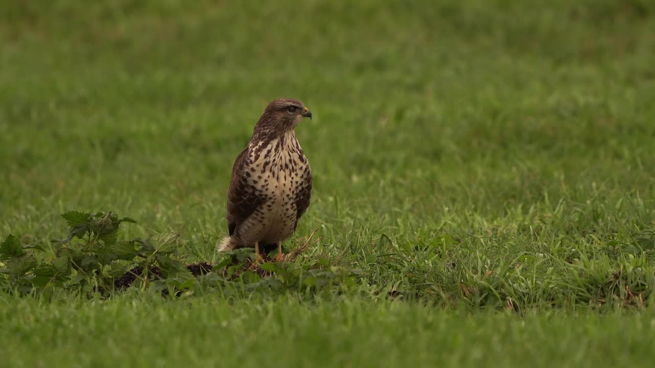 一只普通的秃鹰(Buteo Buteo)坐在草地上检查草地视频下载