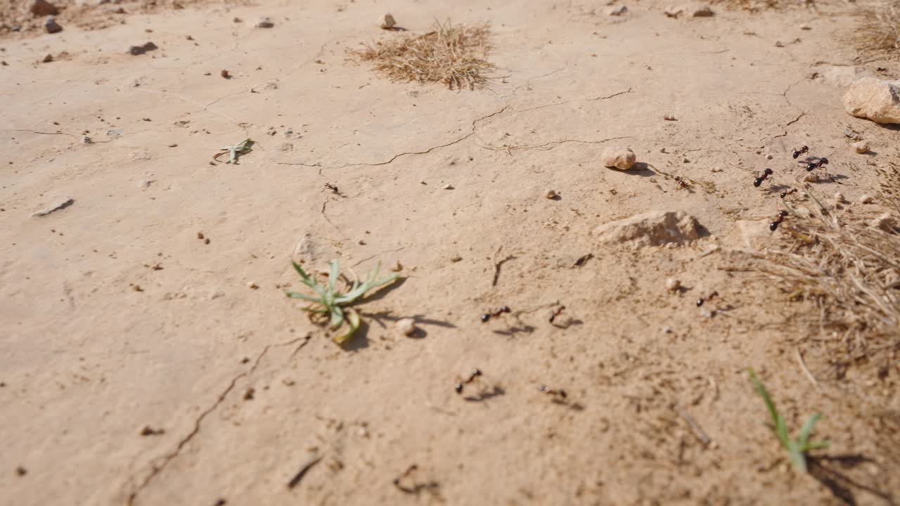 蚂蚁在沙滩上直线行进，特写。视频素材