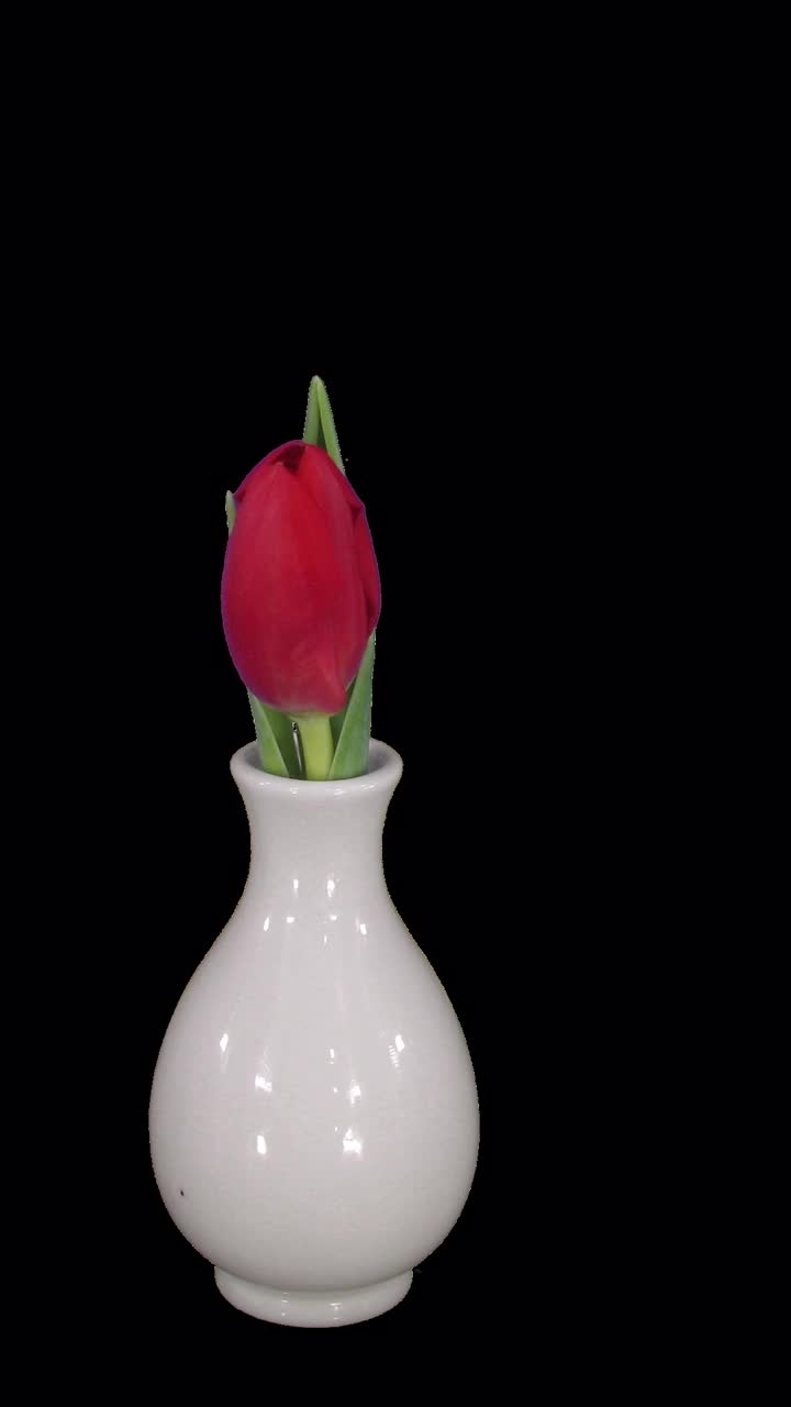 在ALPHA通道的花瓶中打开红色郁金香的时间流逝视频下载