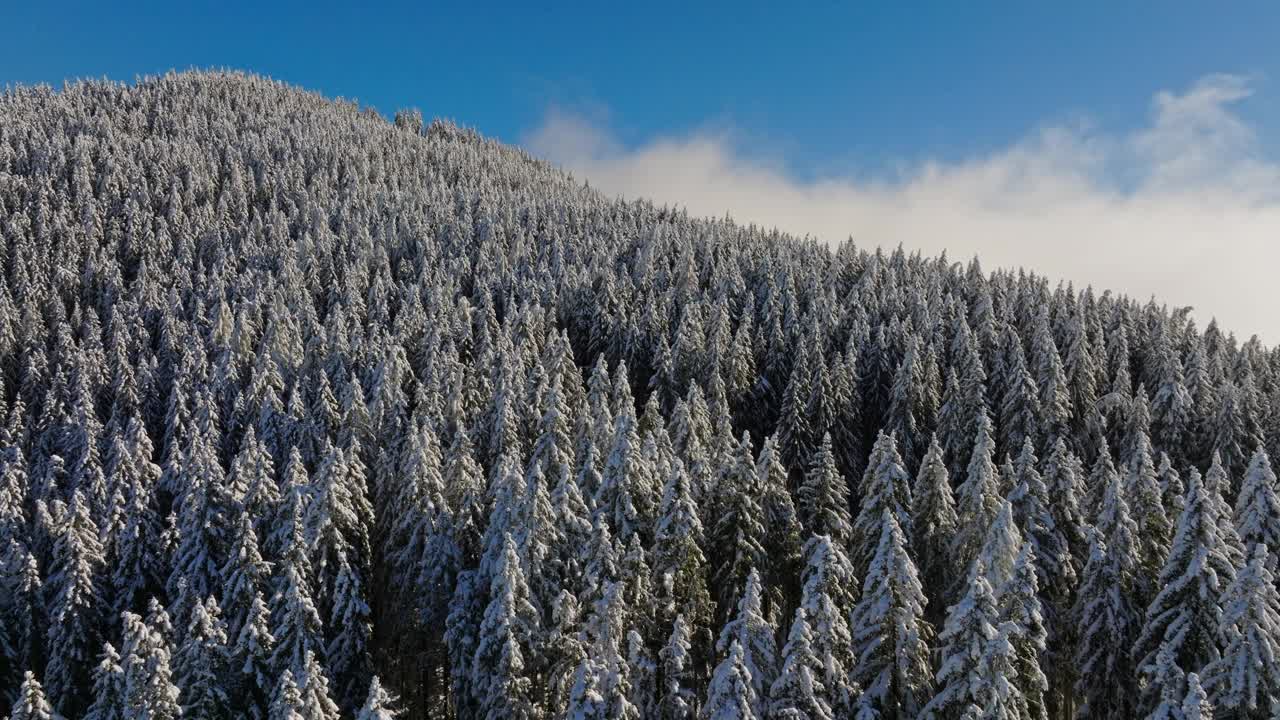 蓝天下的雪松林鸟瞰图视频下载