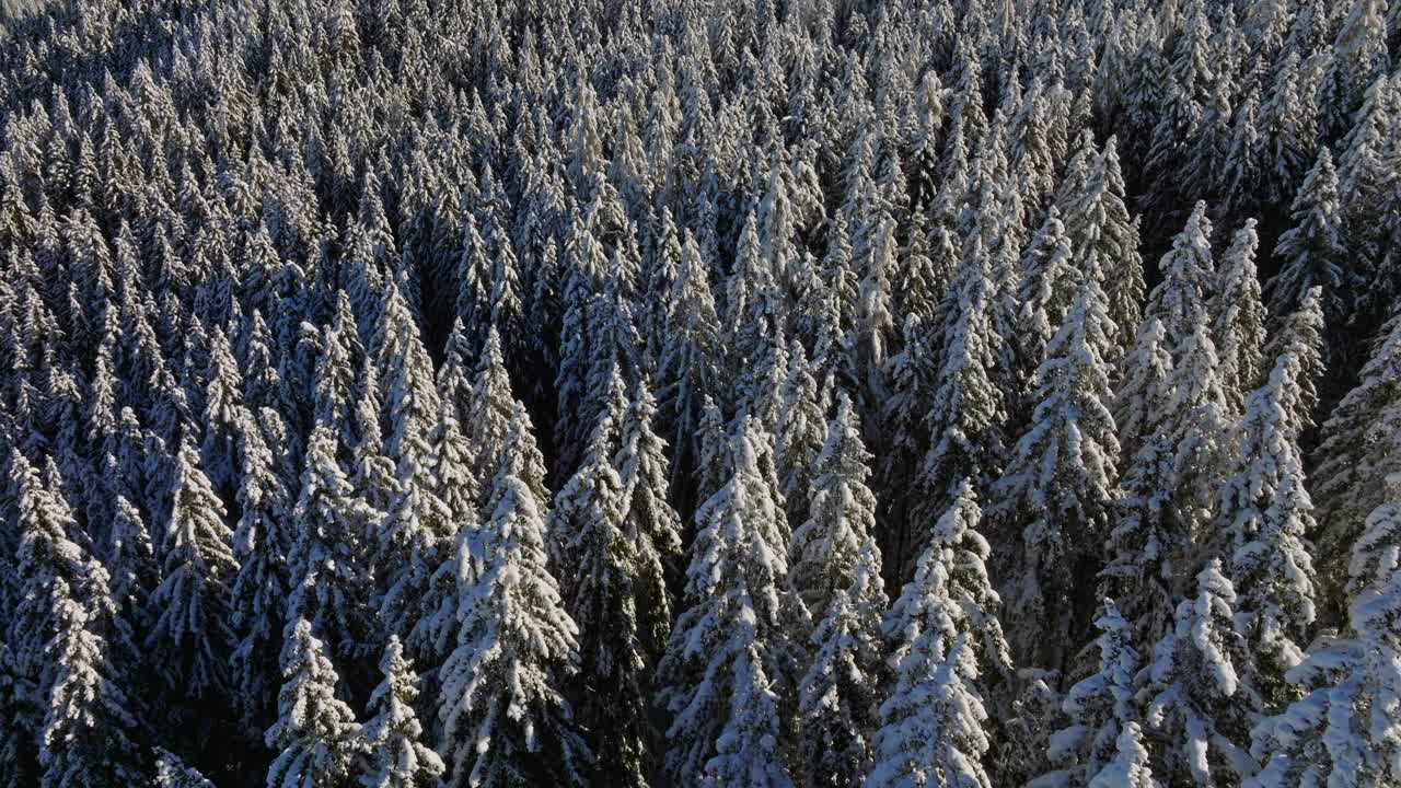 森林里被雪覆盖的松树视频下载