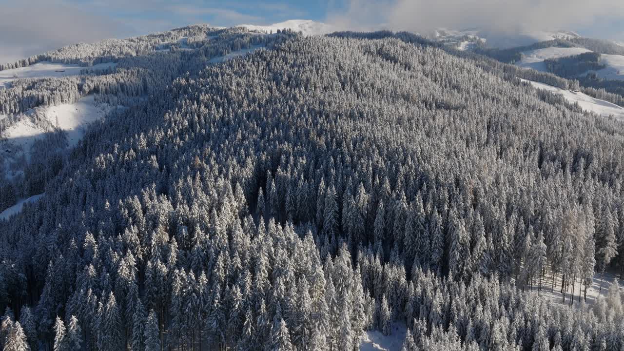白雪覆盖的冬季森林的俯视图视频下载