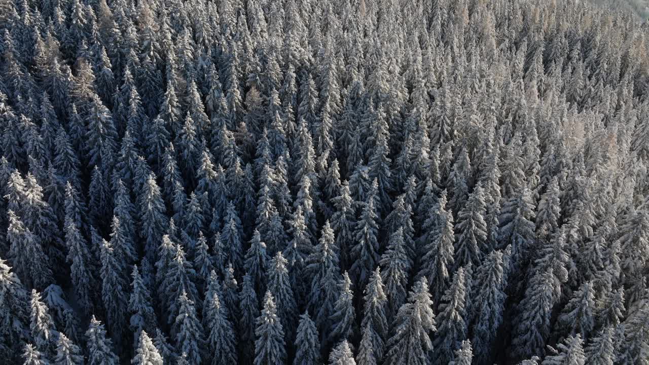 无人机在冬季森林上空飞行视频下载