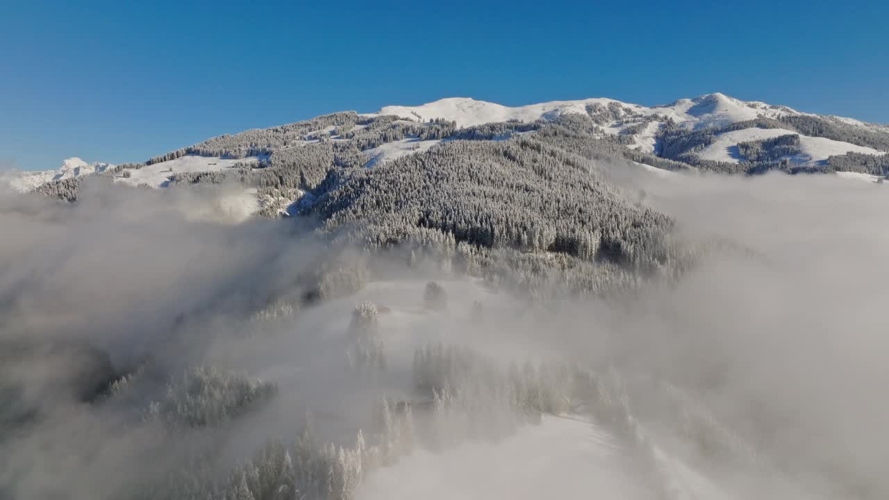 鸟瞰雪松林上空的雾视频下载