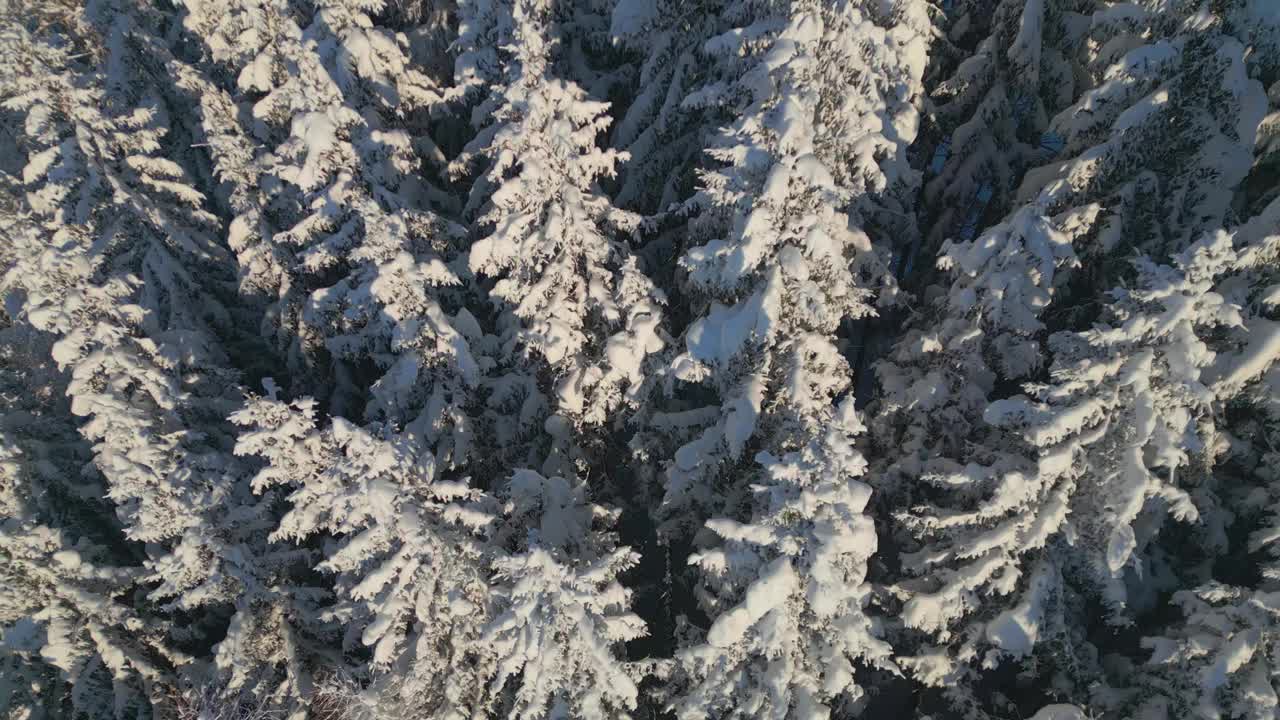 无人机拍摄的白雪皑皑的松树林视频下载