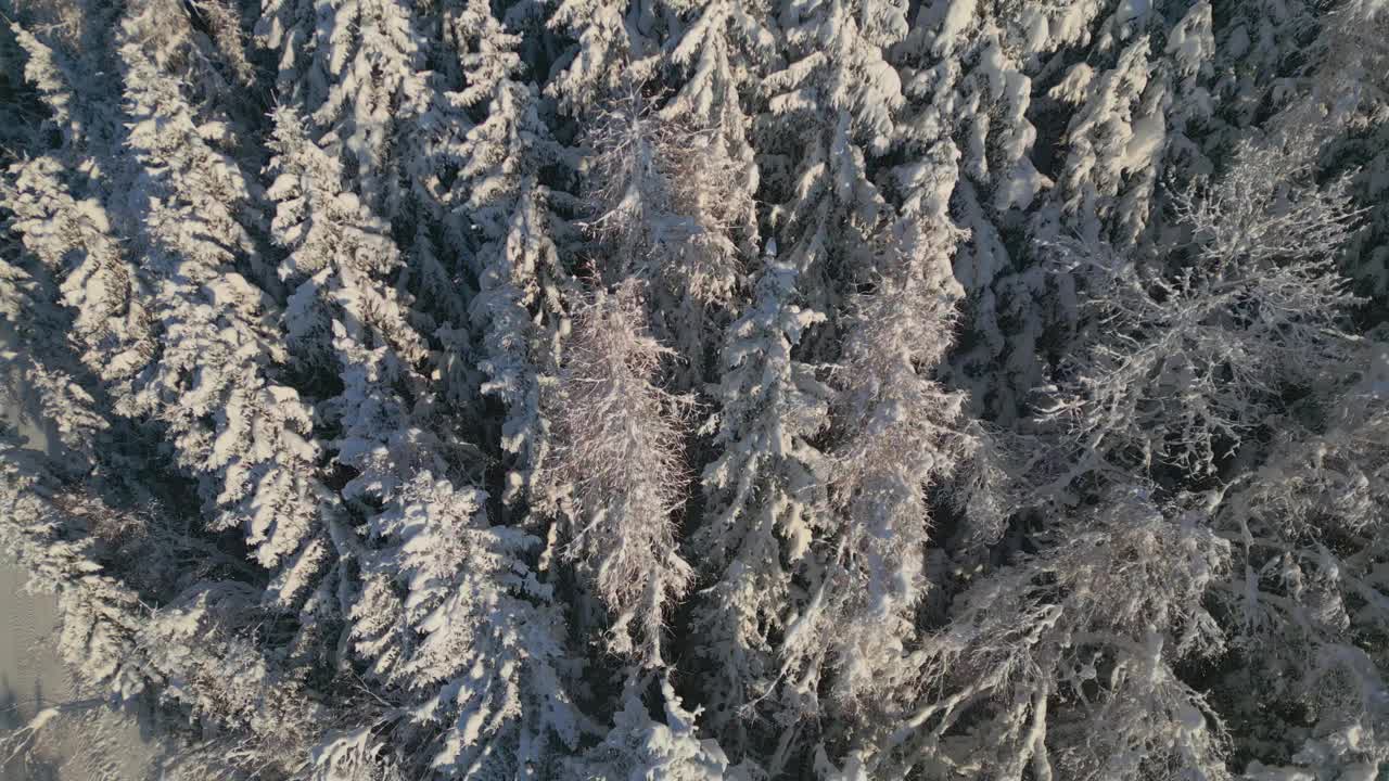 阳光下高大的雪松树视频下载