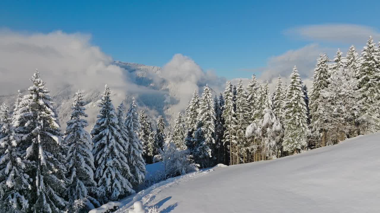 白雪皑皑的森林映衬着云雾缭绕的群山视频下载