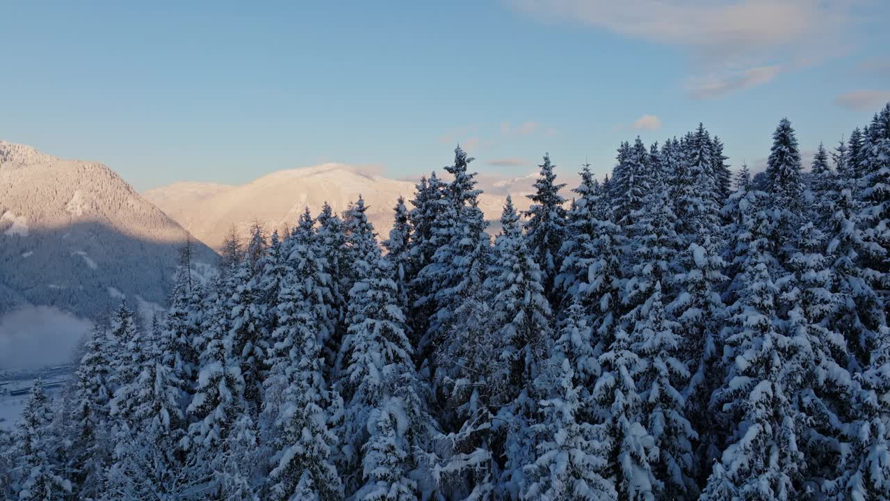 白雪覆盖的松树和高山视频下载
