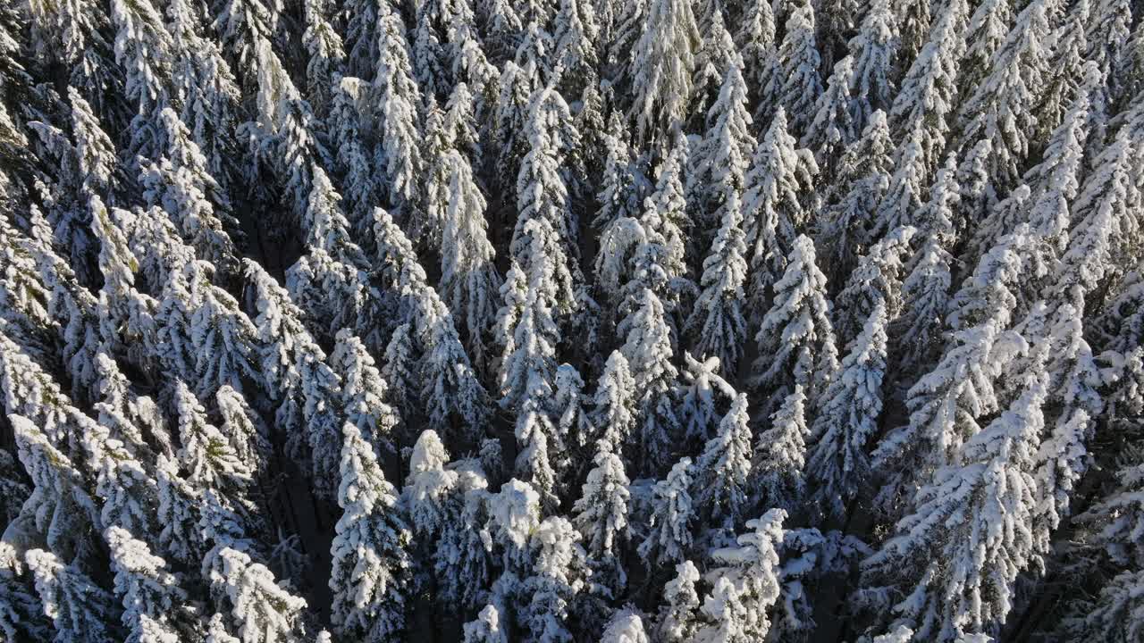 无人机从上面拍摄的雪松树视频下载
