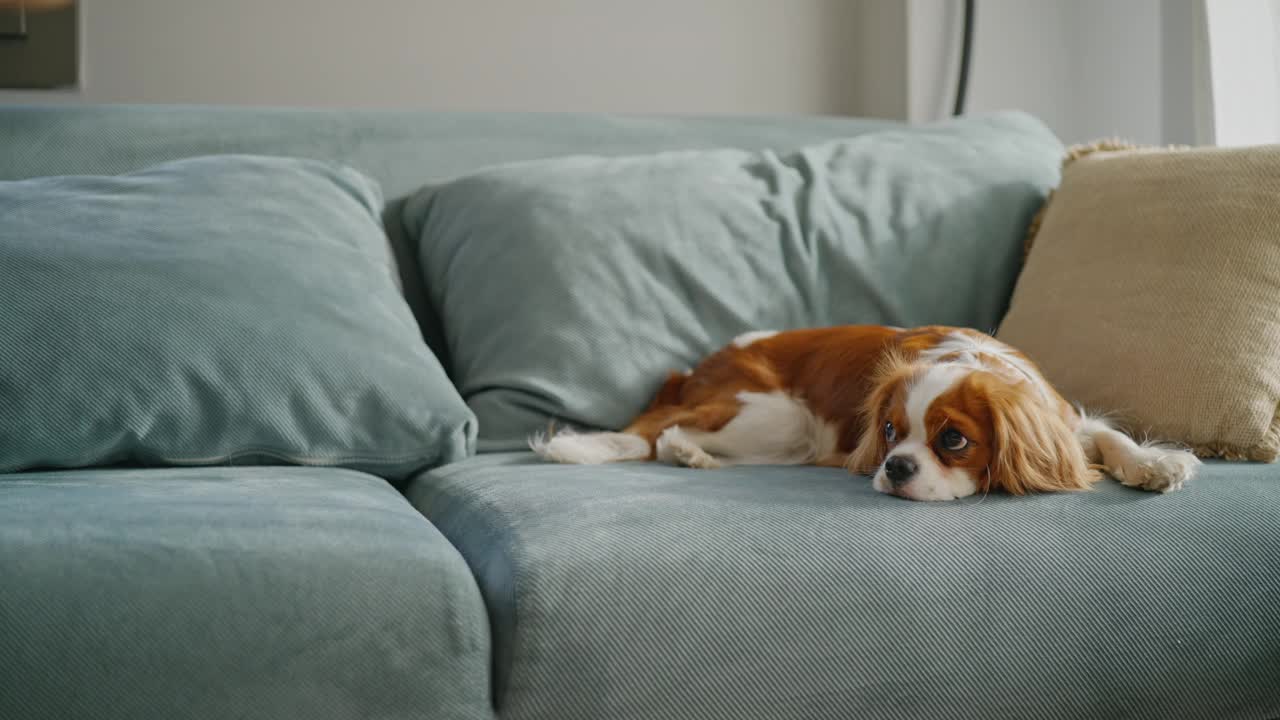 可爱的骑士查尔斯国王猎犬在家里的沙发上休息。视频下载