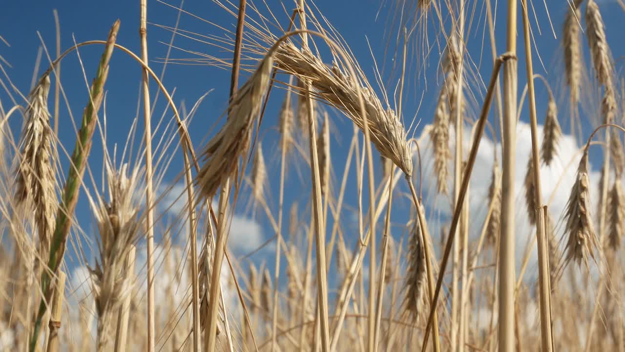晴朗的天空衬托着小麦的小穗视频下载