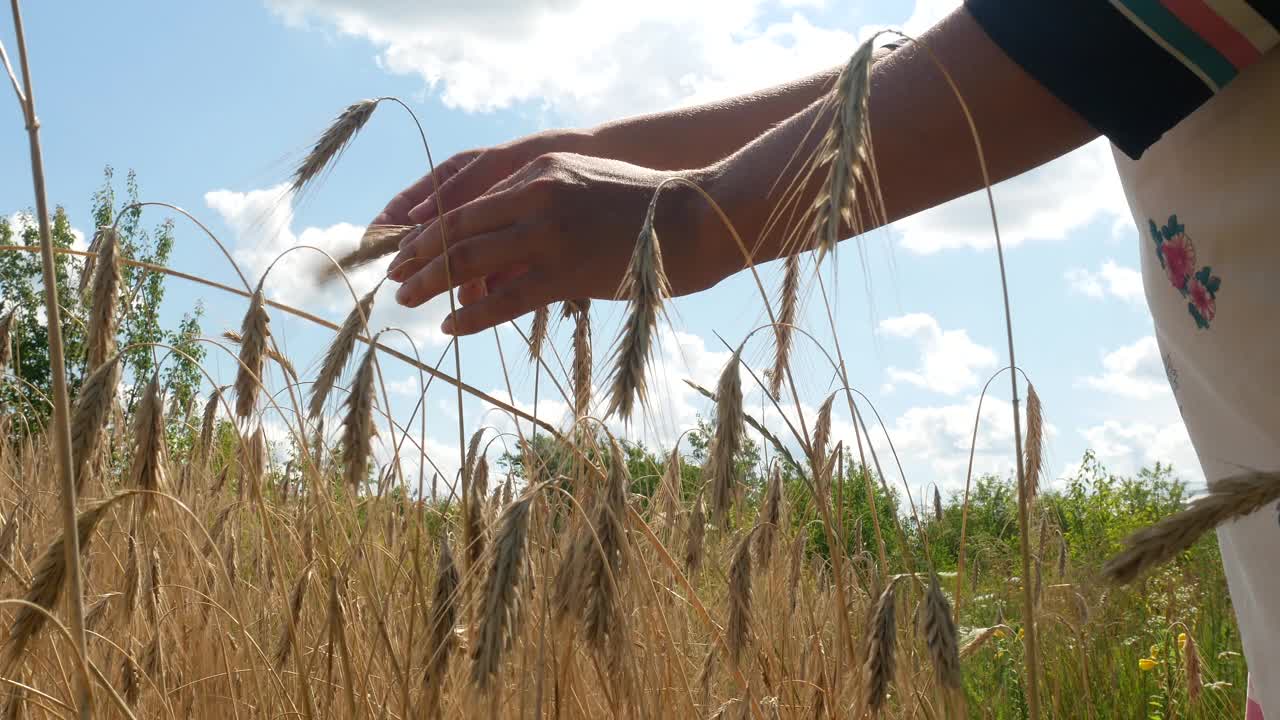 一位妇女正在检查小麦收成。视频下载
