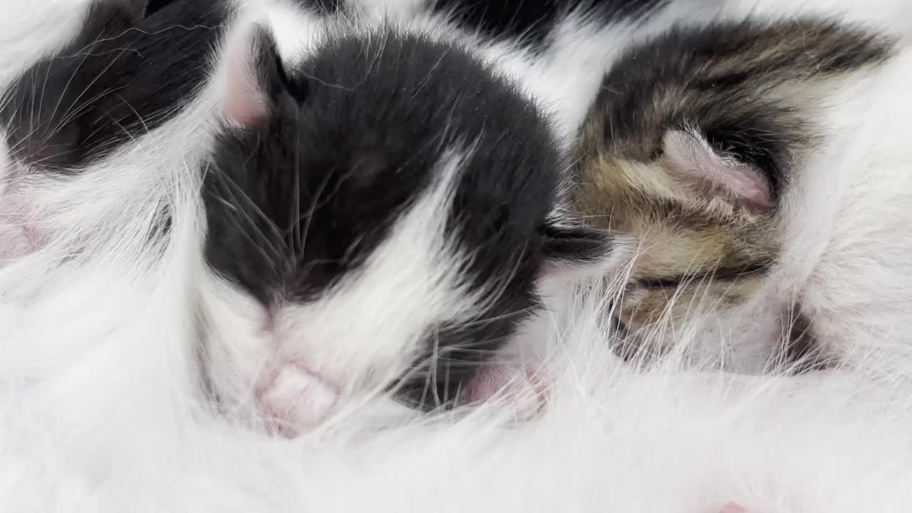 猫妈妈喂小猫咪4k股票视频视频下载
