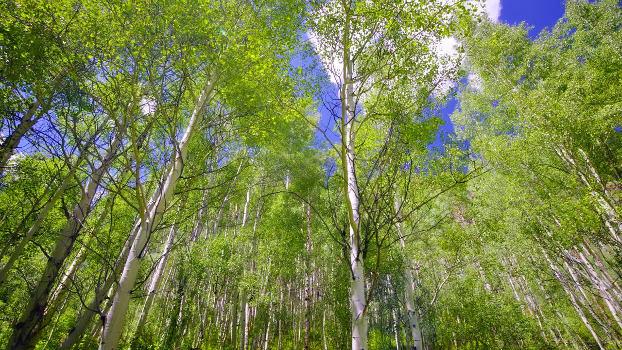 白桦树林。奢侈的本质。视频下载