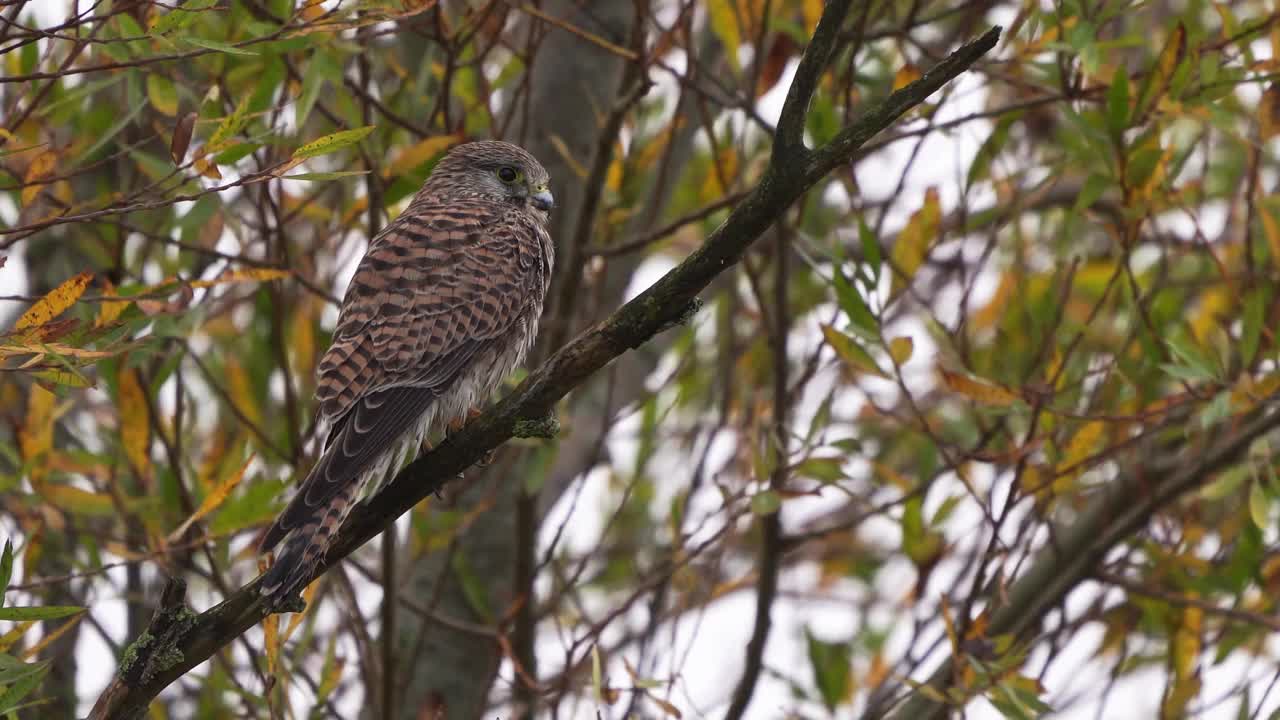 一只雌红隼(Falco tinunculus)在下雨时坐在树上视频下载