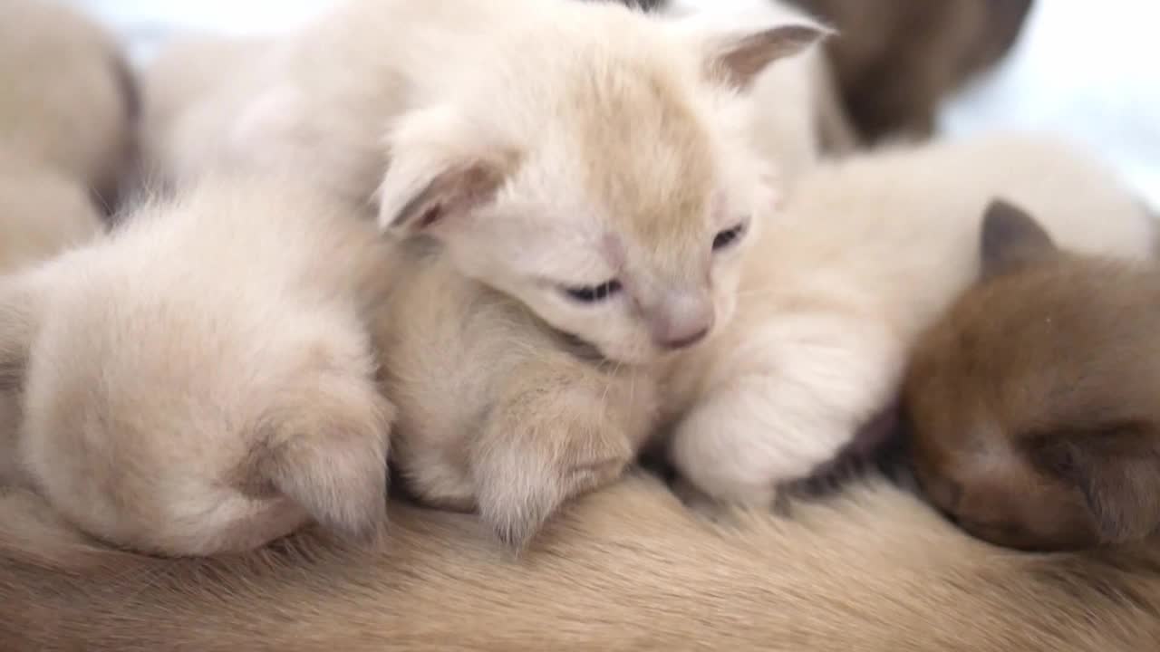 缅甸小猫吮吸猫妈妈。猫在给小猫喂奶，特写视频下载