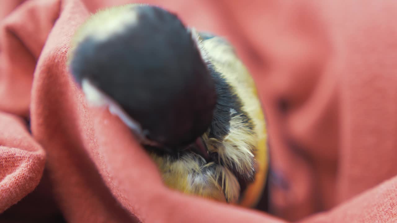 大山雀(Parus Major)正在修剪胸前的羽毛视频下载