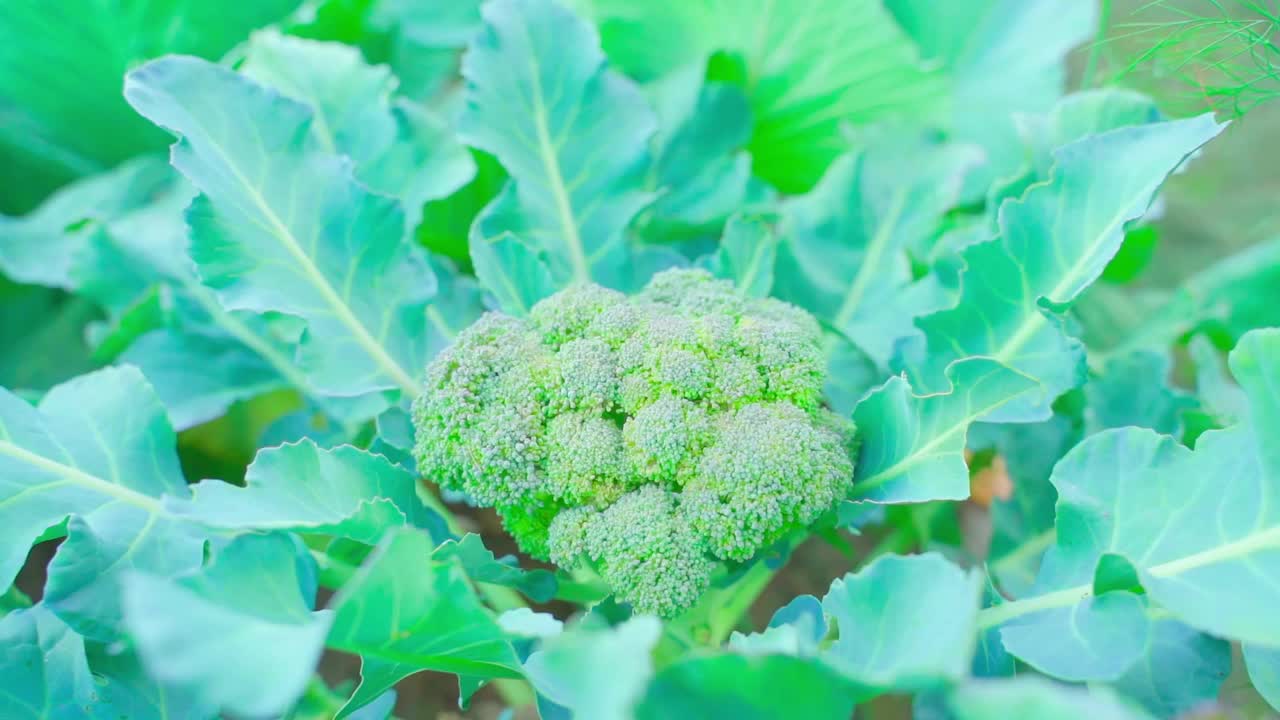 成熟的西兰花在花园里生长，多汁丰富的健康蔬菜视频下载
