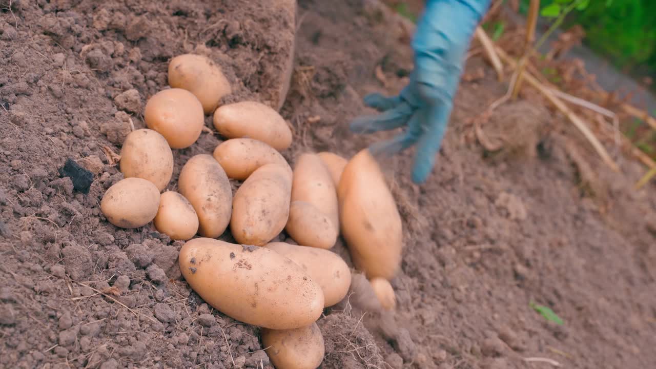 在菜园里收割土豆，前景是一堆干净的白色土豆视频下载