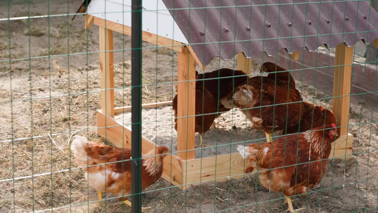 沙箱为鸡在一个露天的笼子里散步。棕色的母鸡在街上的一个小雨棚下行走视频下载