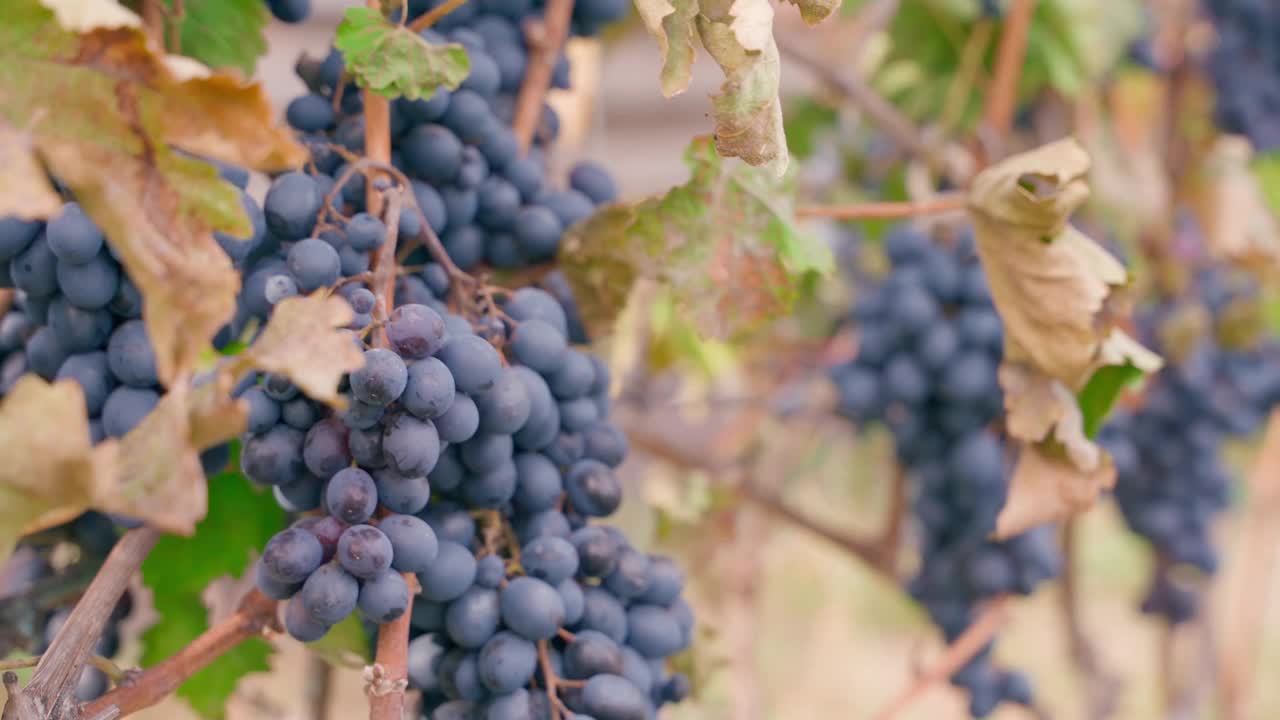 秋天初霜后，被遗弃的葡萄园里长满了蓝色的葡萄，特写视频素材