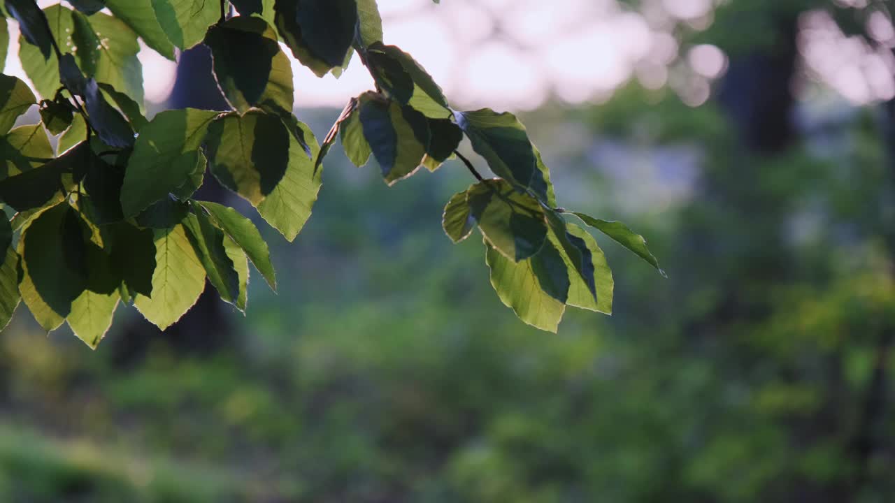森林树木的叶子。阳光透过树叶照进来。视频下载