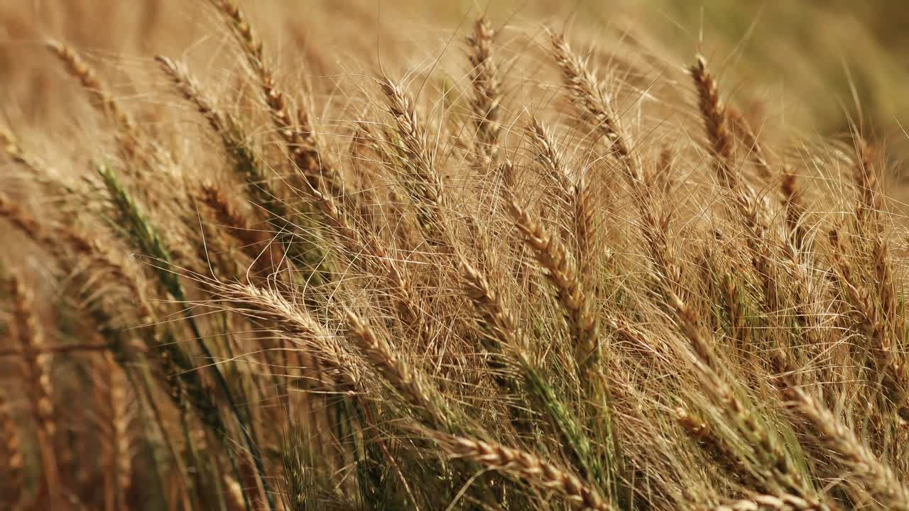 大自然中的小麦在室外随风摇摆视频下载