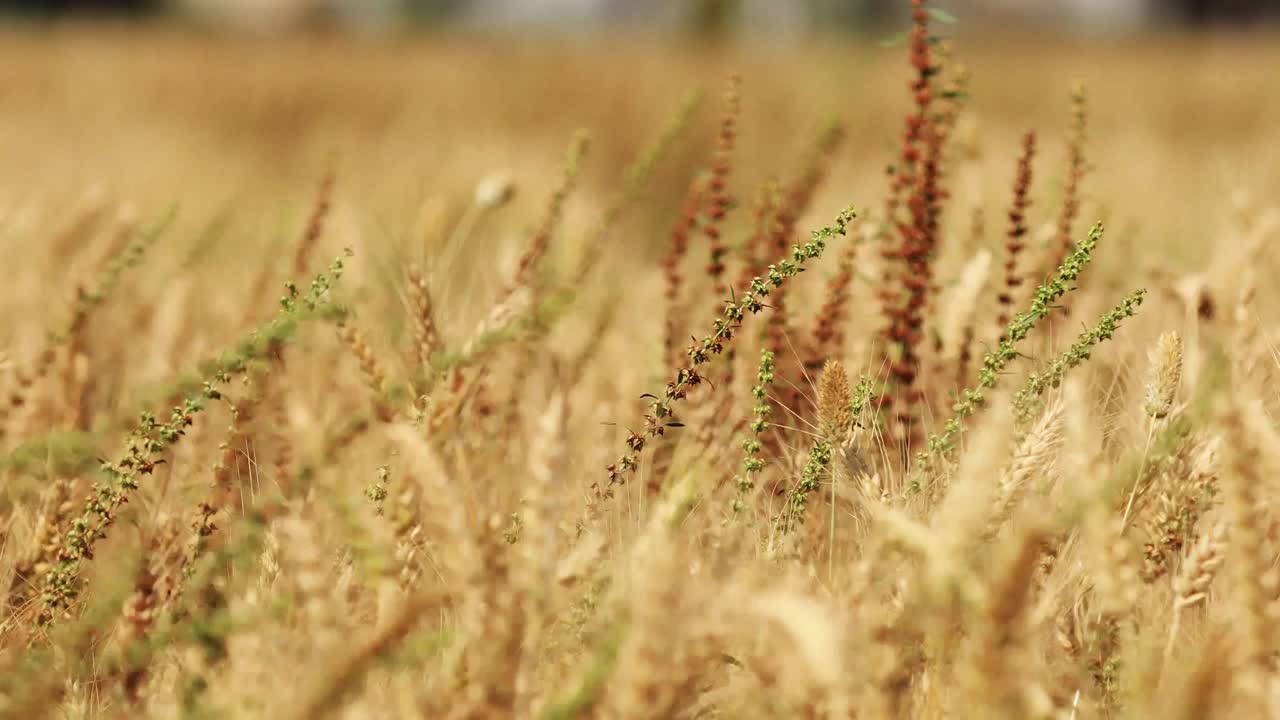 大自然中的小麦在室外随风摇摆视频下载