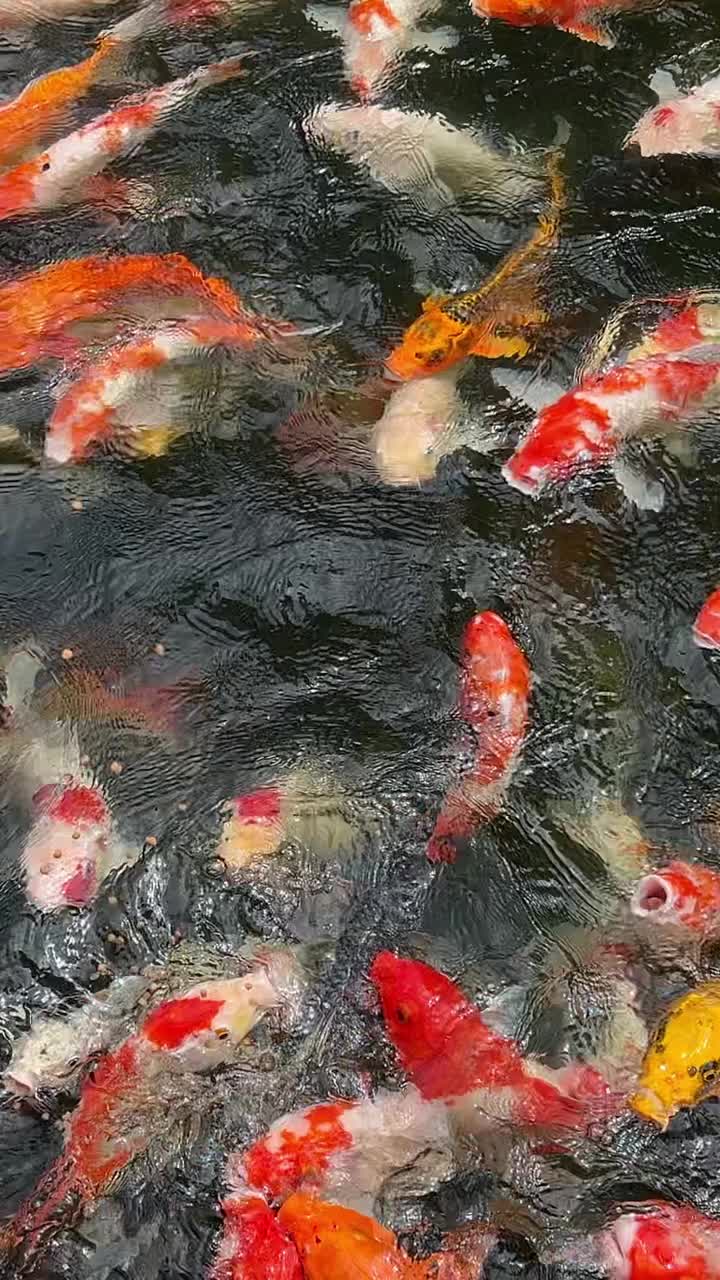 五颜六色的锦鲤在清澈的池塘里游泳视频下载