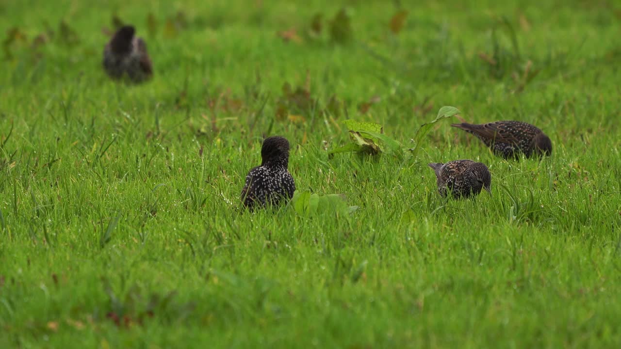一只普通的欧椋鸟(Sturnus vulgaris)站在草地上擦亮羽毛视频素材