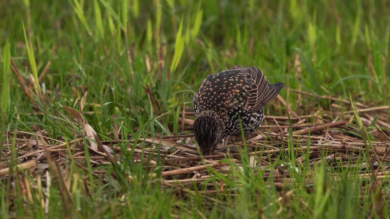 一种常见的椋鸟(Sturnus vulgaris)，秋天在老草和芦苇中觅食视频素材