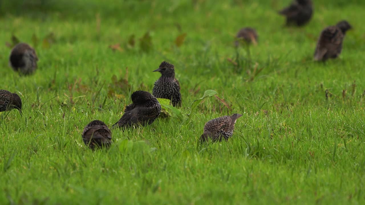一只普通的欧椋鸟(Sturnus vulgaris)站在草地上擦亮羽毛视频素材