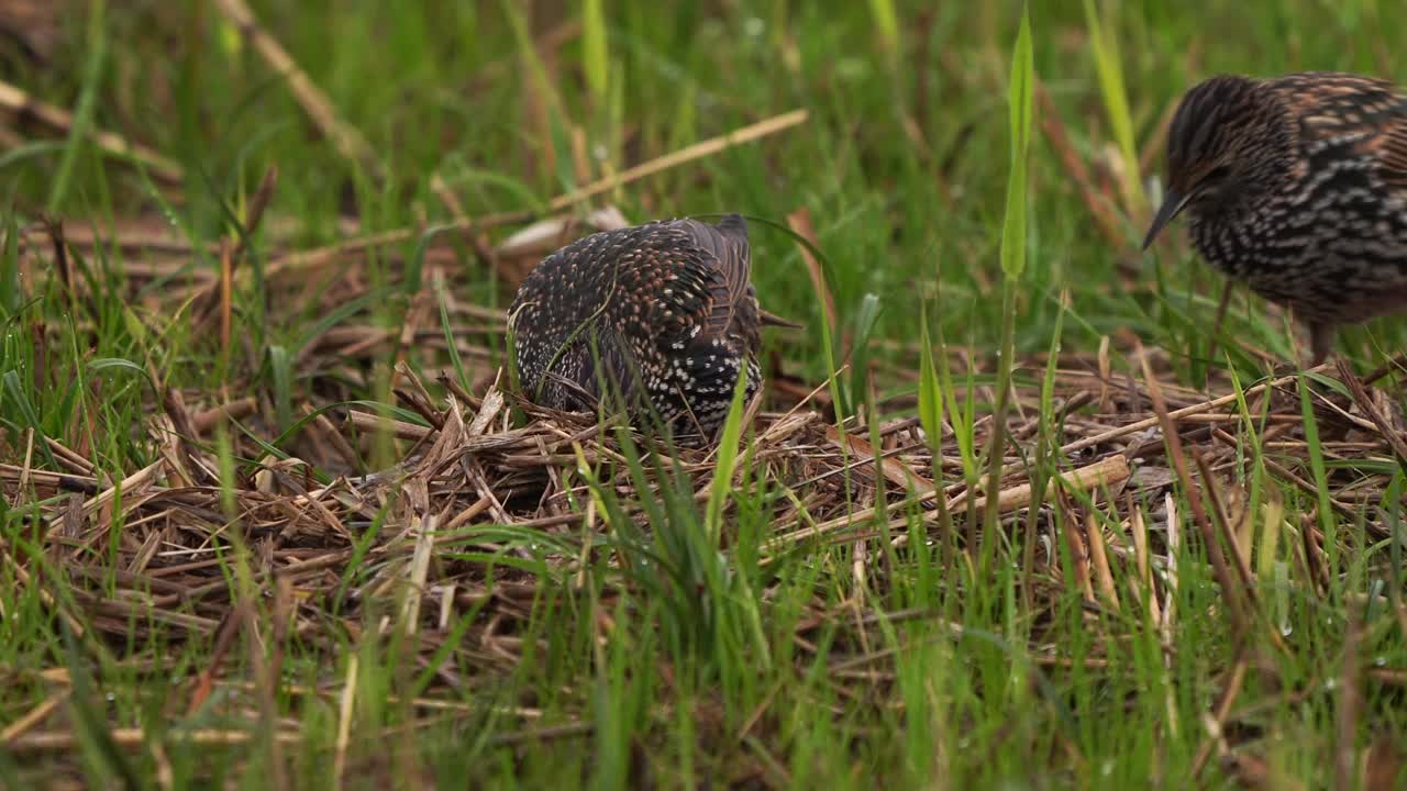 两只普通的椋鸟(Sturnus vulgaris)在秋天的老草和芦苇中觅食视频素材